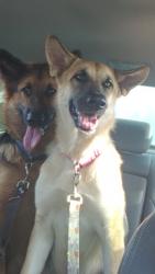 Lost Female Dog last seen Near dollar general and metro on North grand, Springfield, IL 62704