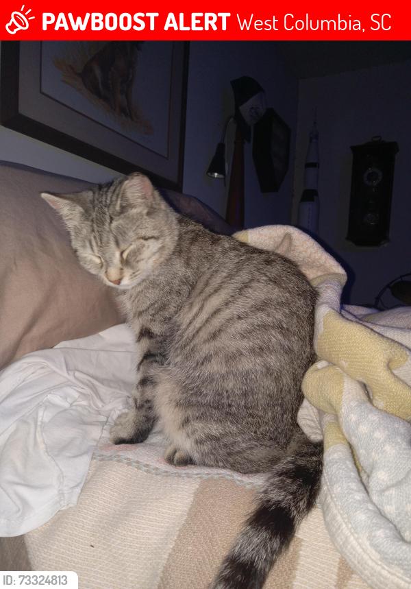 Lost Female Cat last seen Near Ashwood circle, West Columbia, SC 29169
