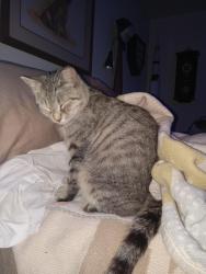 Lost Female Cat last seen Near Ashwood circle, West Columbia, SC 29169