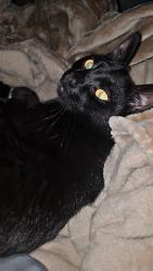 Reunited Male Cat last seen Near Willow Ln, Marietta, GA 30066, USA, Marietta, GA 30066