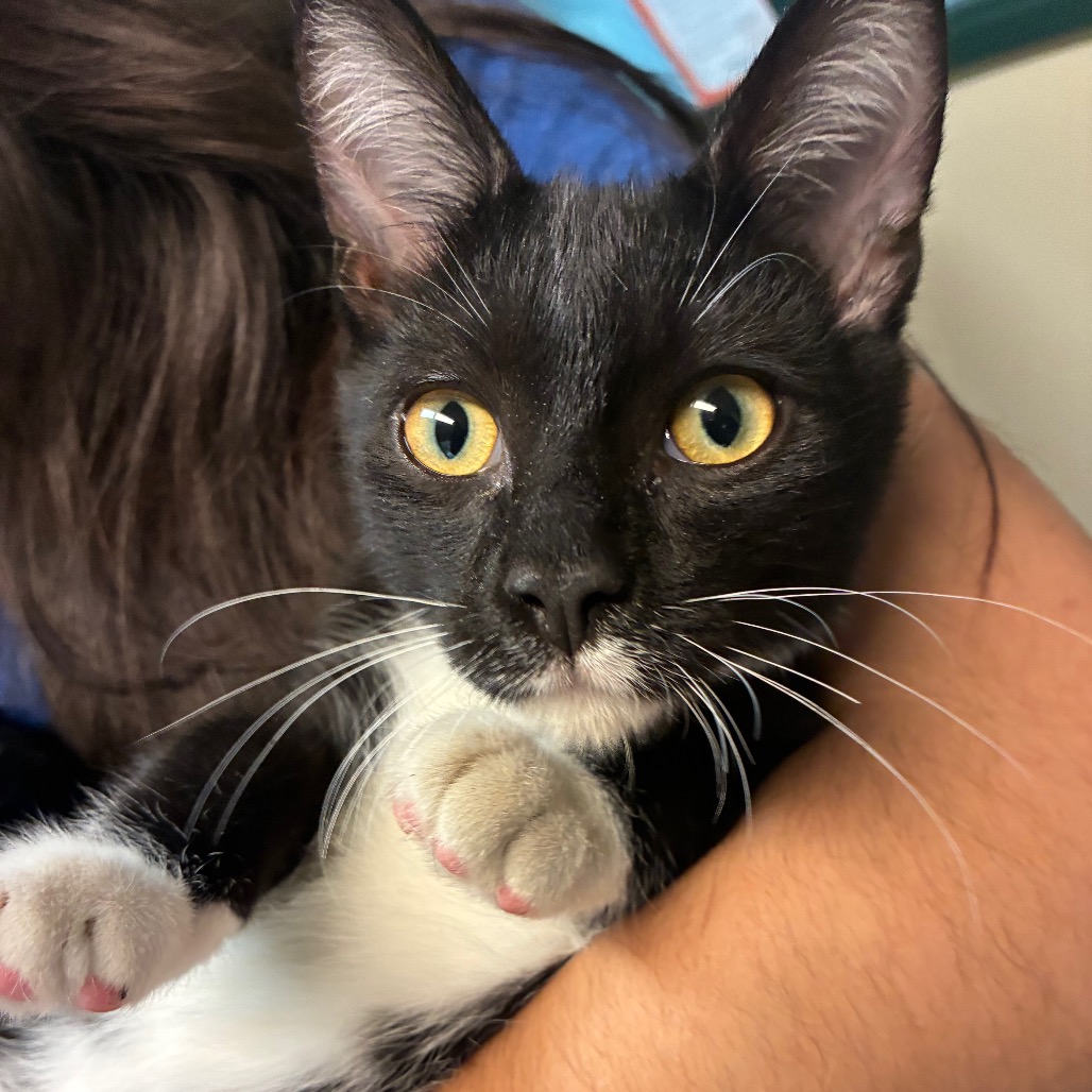 Shelter Stray Male Cat last seen , 361 S Raymond Ave, Pasadena, CA 91105, USA