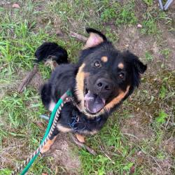 Shelter Stray Female Dog last seen , 2700 Walnut Pl, St. Louis, MO 63103, USA