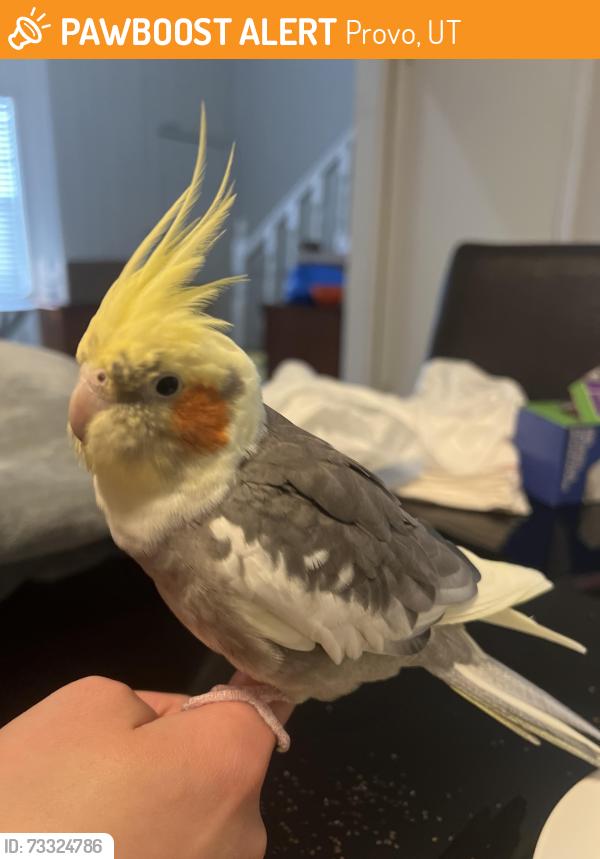 Found/Stray Unknown Bird last seen Near University PKWY, Provo neighborhood Walmart, Provo, UT 84604