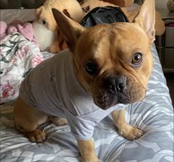 Reunited Male Dog last seen 51st & vineyard, Phoenix, AZ 85339