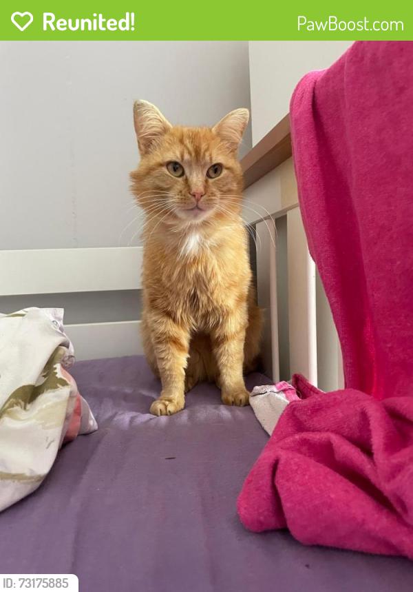 Reunited Male Cat last seen Finaghy & Dunmurry, Belfast, Northern Ireland 