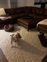 Reunited Male Dog last seen Site 43 Petersburg Campground, Appling, GA 30802