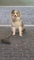 Reunited Male Dog last seen Near Palmer Road, Mill Spring, NC 28756