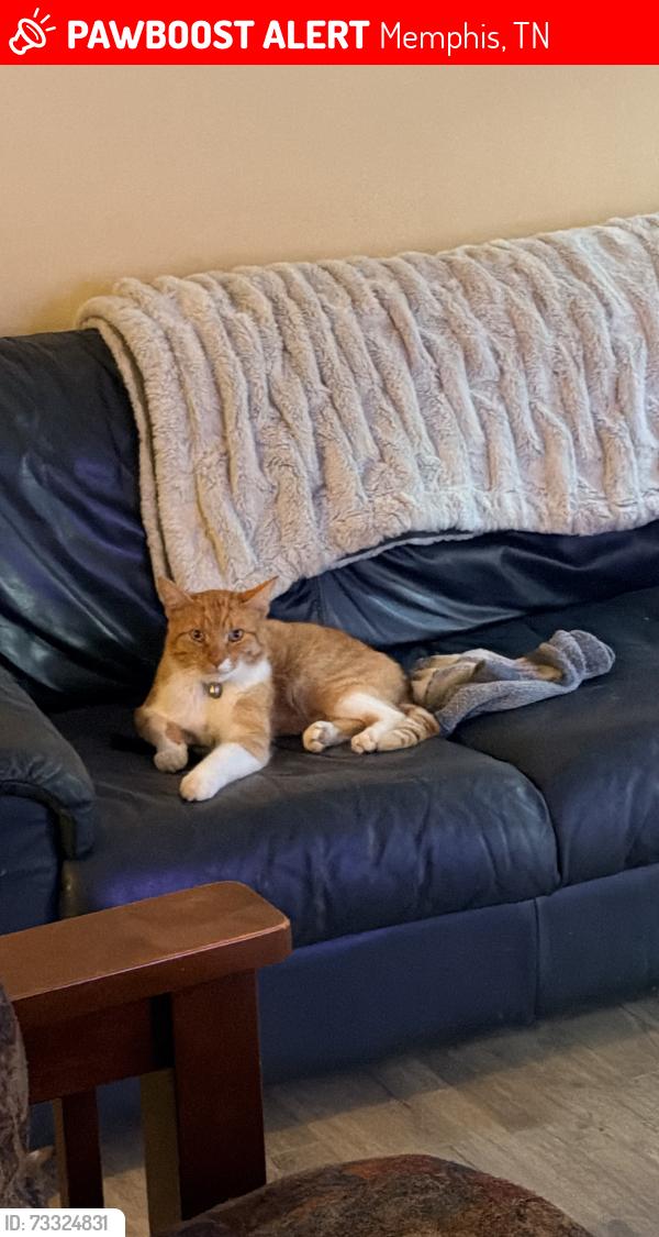 Lost Male Cat last seen Raleigh Lagrange Rd, Memphis, TN 38018