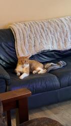 Lost Male Cat last seen Raleigh Lagrange Rd, Memphis, TN 38018