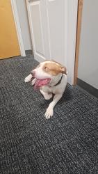 Reunited Male Dog last seen Orlando International Premium Outlets, Orlando, FL 32819