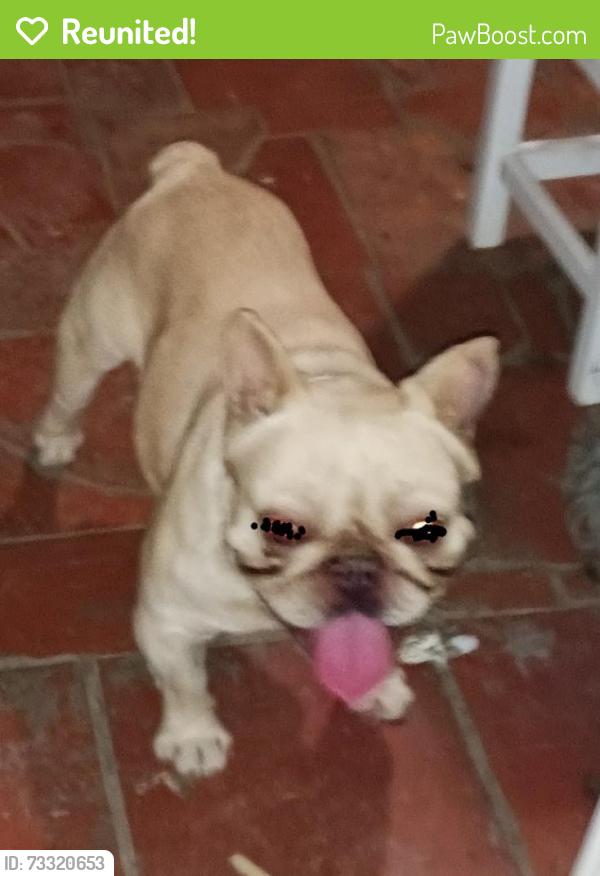 Reunited Male Dog last seen Baseline and del rosa dr. San bernardino, San Bernardino, CA 92404