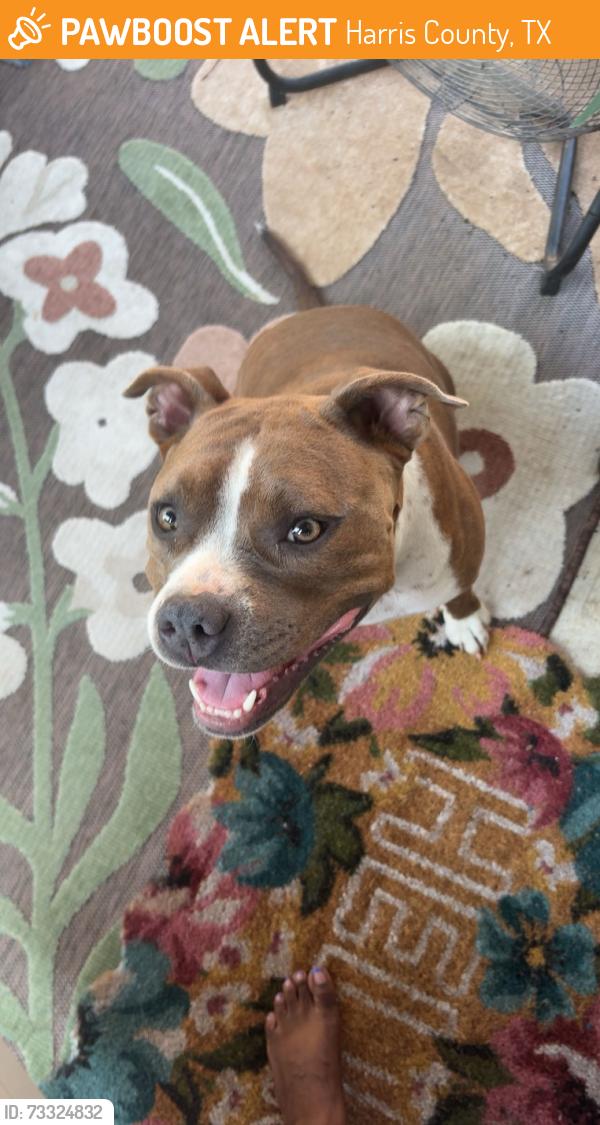 Found/Stray Female Dog last seen Beltway 8 and humble, Harris County, TX 77049