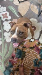 Found/Stray Female Dog last seen Beltway 8 and humble, Harris County, TX 77049