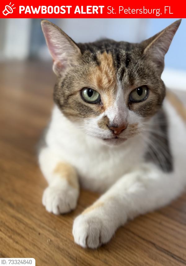 Lost Female Cat last seen Essex dr, St. Petersburg, FL 33710