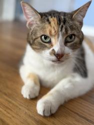 Lost Female Cat last seen Essex dr, St. Petersburg, FL 33710