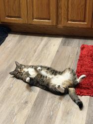 Lost Female Cat last seen South 45th Street Kibler Road Van Buren, AR, Van Buren, AR 72956