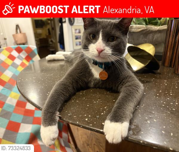 Lost Male Cat last seen Foxchase Shopping Center on Duke St. in Alexandria VA, Alexandria, VA 22304