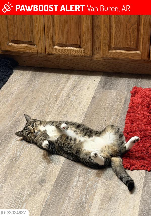 Lost Female Cat last seen South 45th Street Kibler Road Van Buren, AR, Van Buren, AR 72956