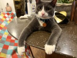 Lost Male Cat last seen Foxchase Shopping Center on Duke St. in Alexandria VA, Alexandria, VA 22304