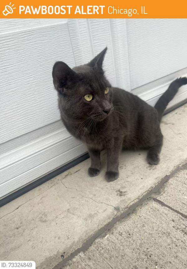 Found/Stray Male Cat last seen Michigan and 51st, Chicago, IL 60615