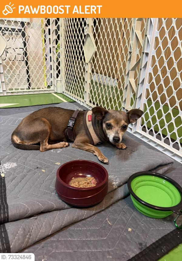 Found/Stray Female Dog last seen Summit blvd and Jog Rd, West Palm Beach, FL 33405