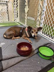 Found/Stray Female Dog last seen Summit blvd and Jog Rd, West Palm Beach, FL 33405