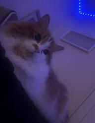 Lost Male Cat last seen He jumped the fence of our backyard near East 32nd Ave spokane valley, Spokane Valley, WA 99206
