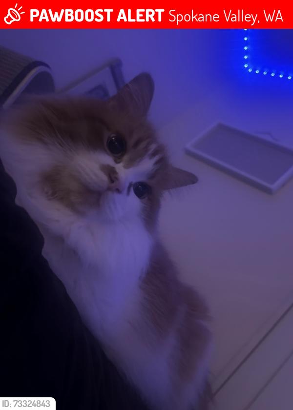 Lost Male Cat last seen He jumped the fence of our backyard near East 32nd Ave spokane valley, Spokane Valley, WA 99206