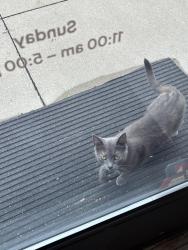 Found/Stray Female Cat last seen park behind eugenie, Detroit, MI 48214