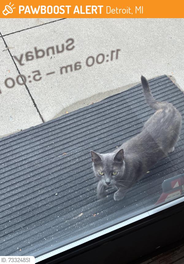 Found/Stray Female Cat last seen park behind eugenie, Detroit, MI 48214