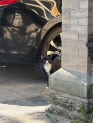 Found/Stray Unknown Cat last seen walnut lane and greene, germantown, Philadelphia, PA 19144