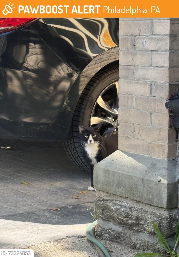 Found/Stray Unknown Cat last seen walnut lane and greene, germantown, Philadelphia, PA 19144
