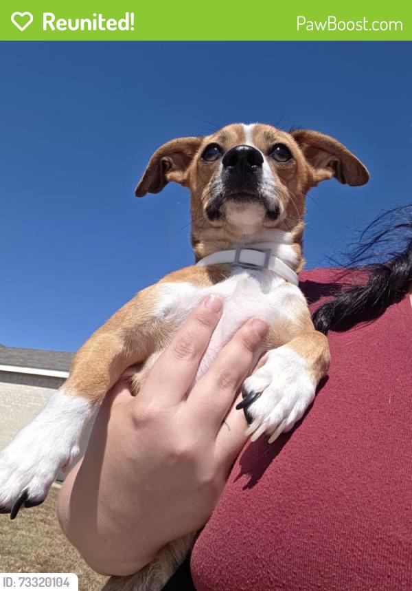 Reunited Male Dog last seen Deputy Dr, Killeen, TX 76549