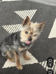 Reunited Male Dog last seen Blue Mountain Cir, Sparks, NV 89436, USA, Sparks, NV 89436