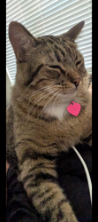 Lost Male Cat last seen Ridgeline Blvd behind Lakeline Mall, Cedar Park, TX 78613