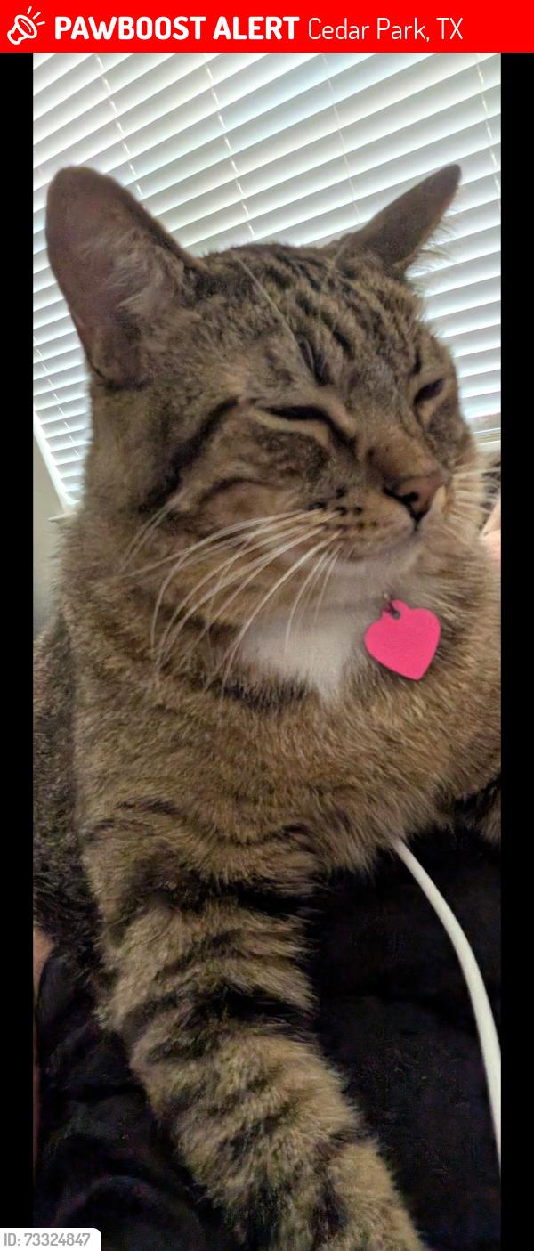 Lost Male Cat last seen Ridgeline Blvd behind Lakeline Mall, Cedar Park, TX 78613