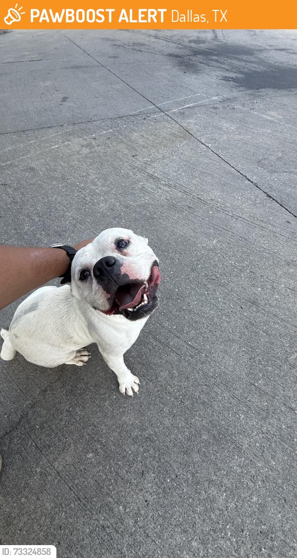 Found/Stray Male Dog last seen Abuelo court, Dallas, TX 75211