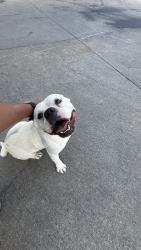 Found/Stray Male Dog last seen Abuelo court, Dallas, TX 75211