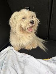 Reunited Female Dog last seen Near SW 106th Terrace, Miami, FL 33186