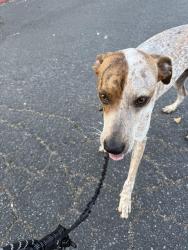Found/Stray Male Dog last seen Malaga and mission trails road, Lake Elsinore, CA 92532