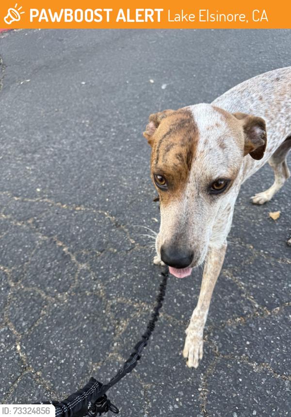 Found/Stray Male Dog last seen Malaga and mission trails road, Lake Elsinore, CA 92532