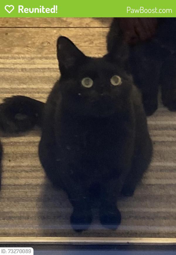 Reunited Female Cat last seen Chanterlands Avenue, Kingston upon Hull, England HU5 3JF