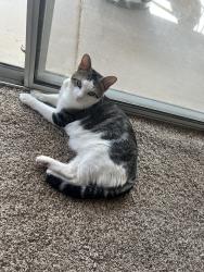 Lost Male Cat last seen Right by Washington park, Phoenix, AZ 85015