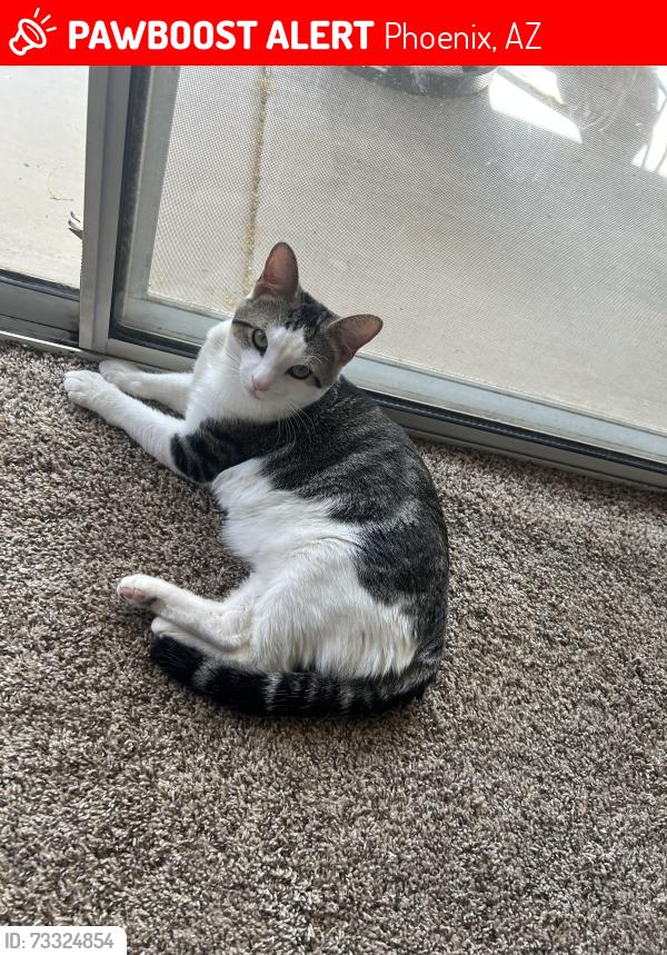 Lost Male Cat last seen Right by Washington park, Phoenix, AZ 85015