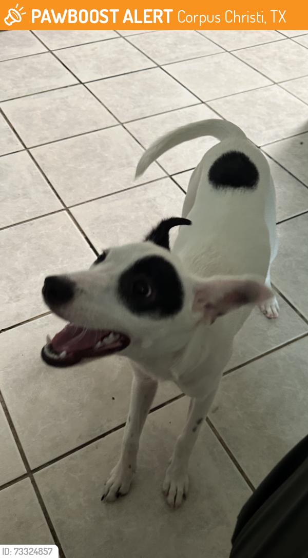 Found/Stray Female Dog last seen Staples and Williams by the Stripes corner store, Corpus Christi, TX 78411