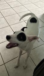 Found/Stray Female Dog last seen Staples and Williams by the Stripes corner store, Corpus Christi, TX 78411