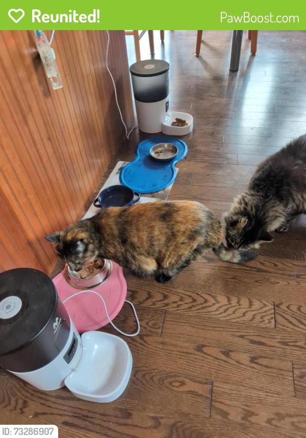 Reunited Female Cat last seen Campbell Rd, Leduc, AB T9E 7G5