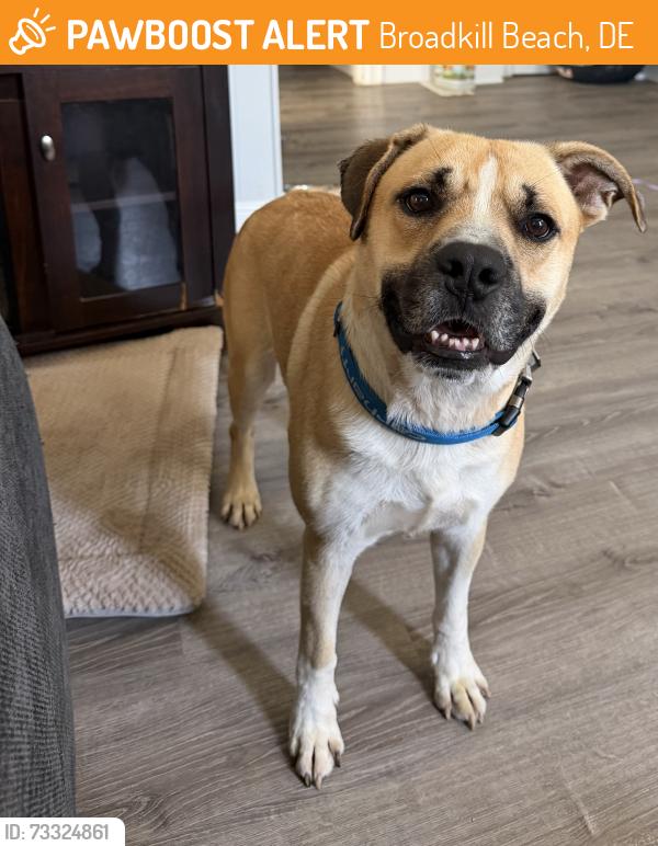 Found/Stray Male Dog last seen Broadkill Road about a mile from Bayshore Dr, Broadkill Beach, DE 19968