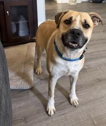 Found/Stray Male Dog last seen Broadkill Road about a mile from Bayshore Dr, Broadkill Beach, DE 19968