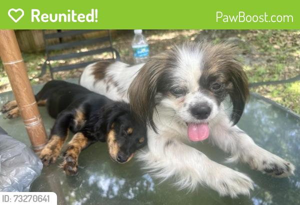 Reunited Female Dog last seen Atlantic BLVD, Jacksonville, FL 32225